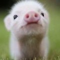 piggoot the fluffy
