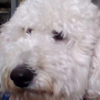 maizey is better that you