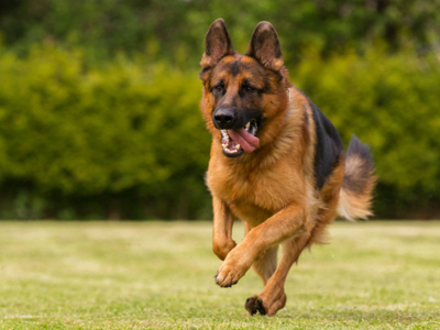 gsd_bred_to_do_header_.jpg.849aeb254939e8ab95910efae026262e.jpg
