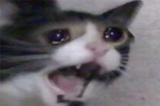 5d9a8eb48c047_screamcat.png.d0b45b58c2b104d469f70c97d5651564.png