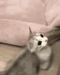 BA0B421D-EBA9-4981-8958-9C50E4E2A039.gif.19279c3768d39d7ccca82f28f067c75c.gif