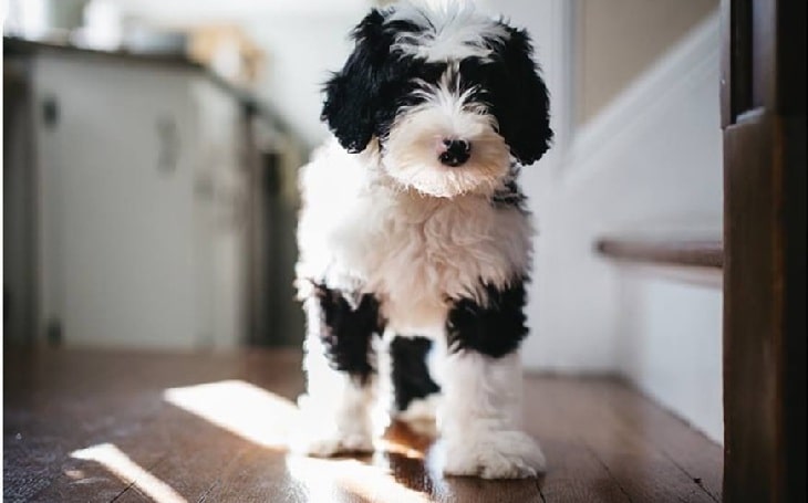 Sheepadoodle-Old-English-Sheepdog-and-Poodle-mix.jpg.2192103c23742893390210048ae98bfb.jpg