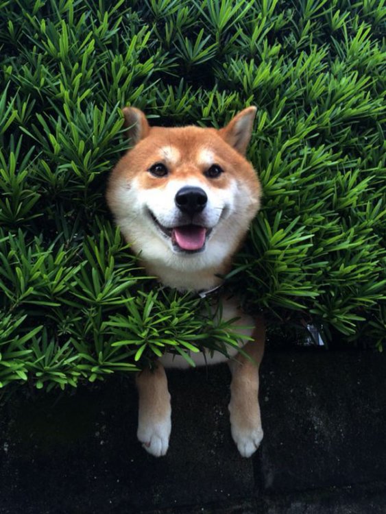 shiba-inu-stuck-in-bush-japan-2.jpg