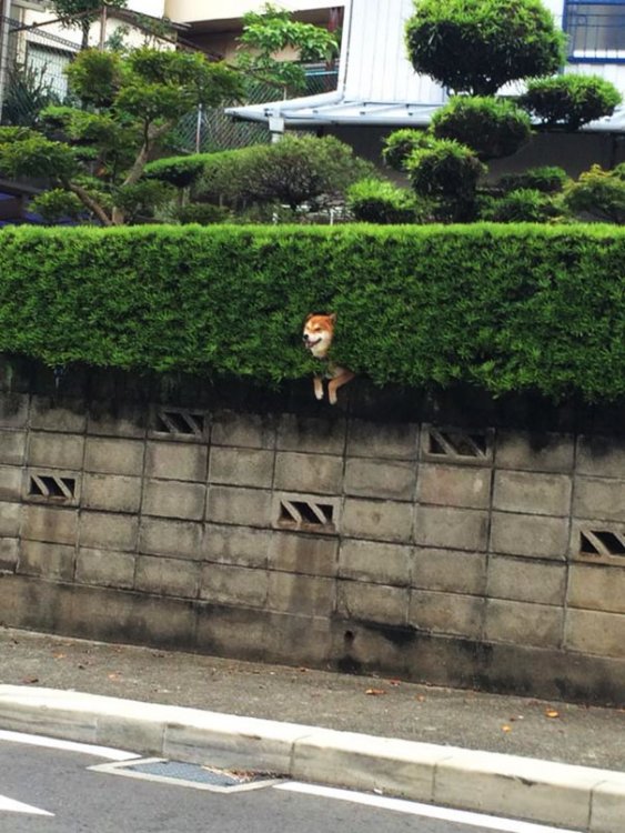 shiba-inu-stuck-in-bush-japan-3.jpg