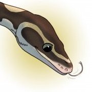 Snakenaps