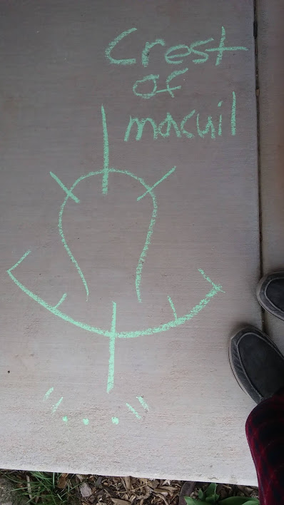 5e856cb1f28bf_CrestofMacuil.jpg.2c50092132e47282f9d2e8546bd3fccd.jpg