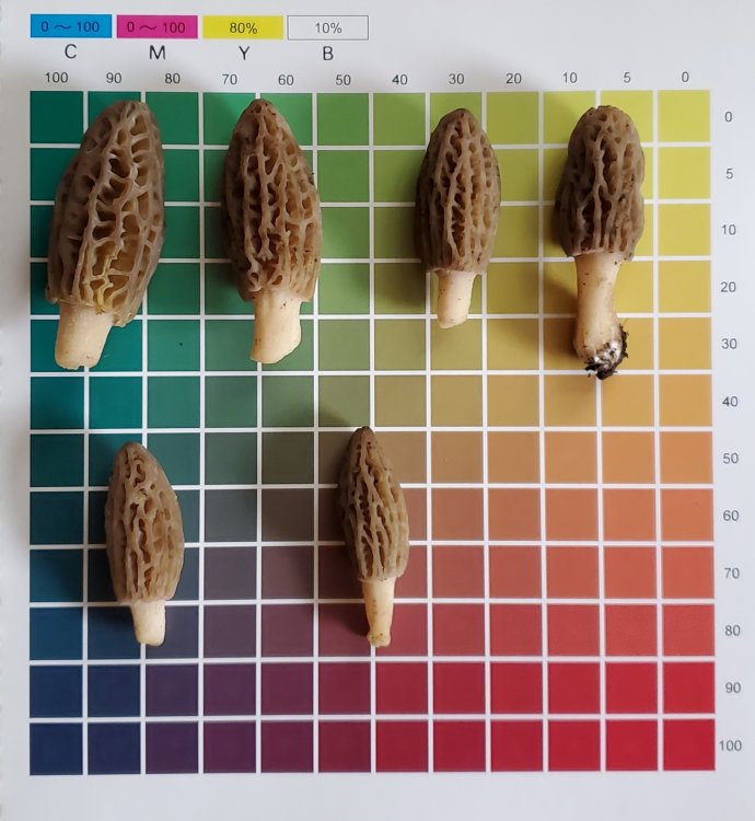 YellowMorels.thumb.jpg.6312149efdbca56a212beba3b56ba045.jpg