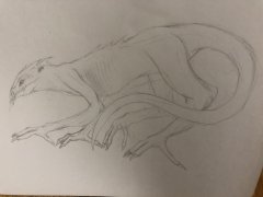 The night creature