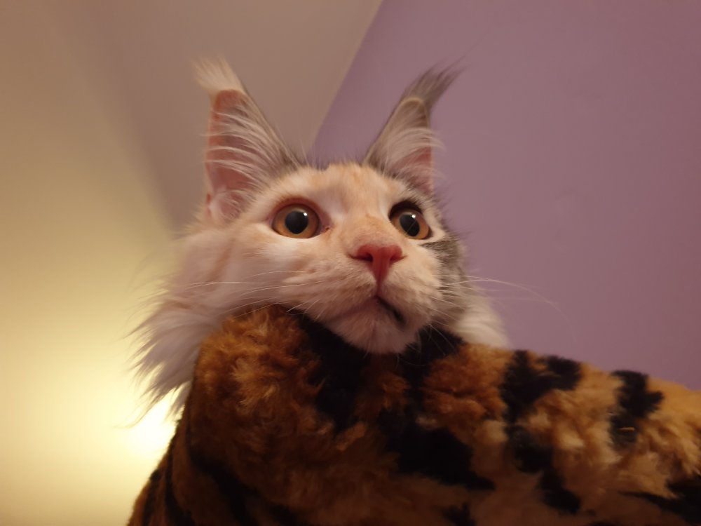 20190403_220513.jpg