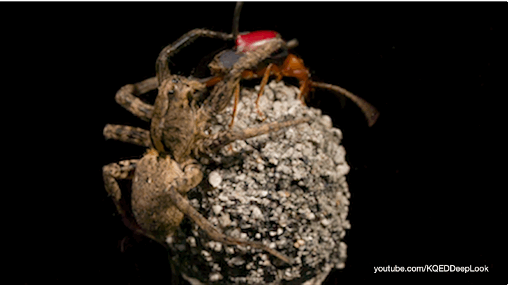DL305_bombardier_spider_720.gif.cf8d3218bdc8867ad2e4ba5ed1d9d9df.gif