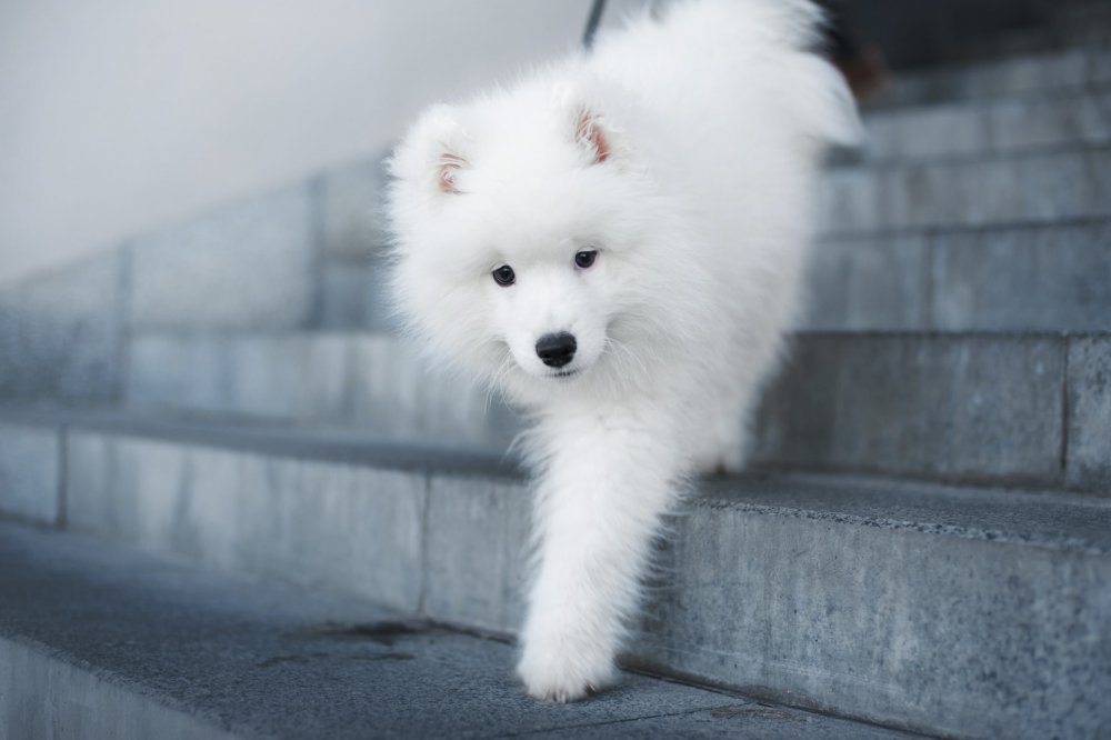 hodowle-samoyeda.thumb.jpg.0475bae122d09d0fbbafc2f014db481f.jpg
