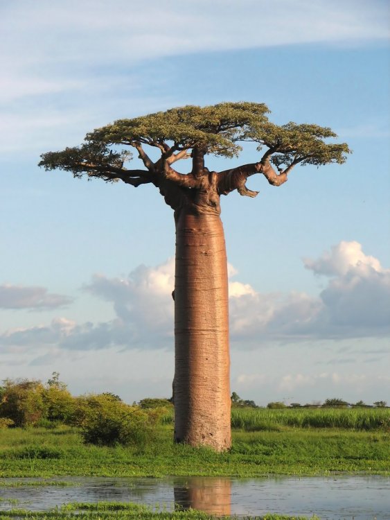 nature-grandidiers-baobab-tree-madagascar.thumb.jpg.8a271fd4b60b263ec45d4b7c0eb21915.jpg