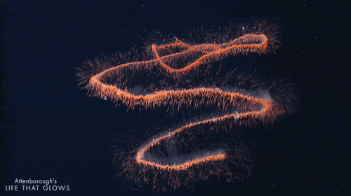 OrdinaryClearArrowcrab-size_restricted.gif.41bbe16ad11ab5393ceacc36fa1ac69b.gif