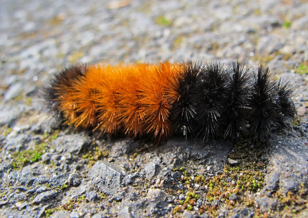 caterpillar.thumb.jpg.0b2d35abc68861b3955ecde531449eba.jpg