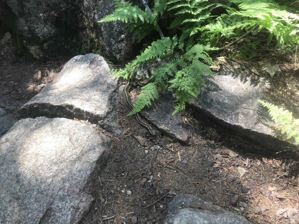 snake.jpg