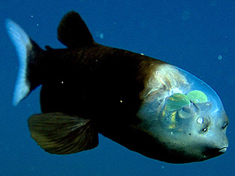 transparent-fish-video-vin_480x360.jpg.ff55c76791a9bbc365f57ec276f50c35.jpg