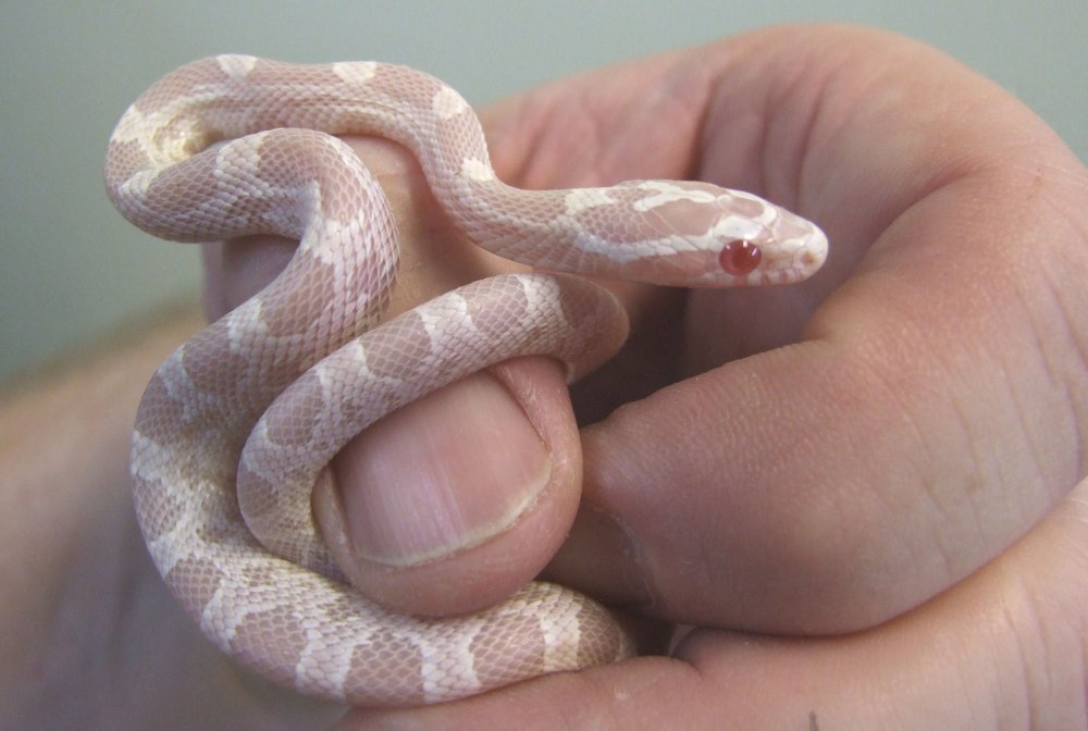 albino corn snake.jpg