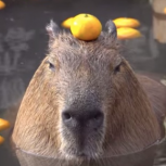 cappybaro