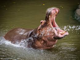 hippo.jpeg.98e72f65ccfbdfa09aa113510252b4b7.jpeg
