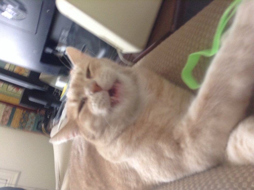 image.jpeg