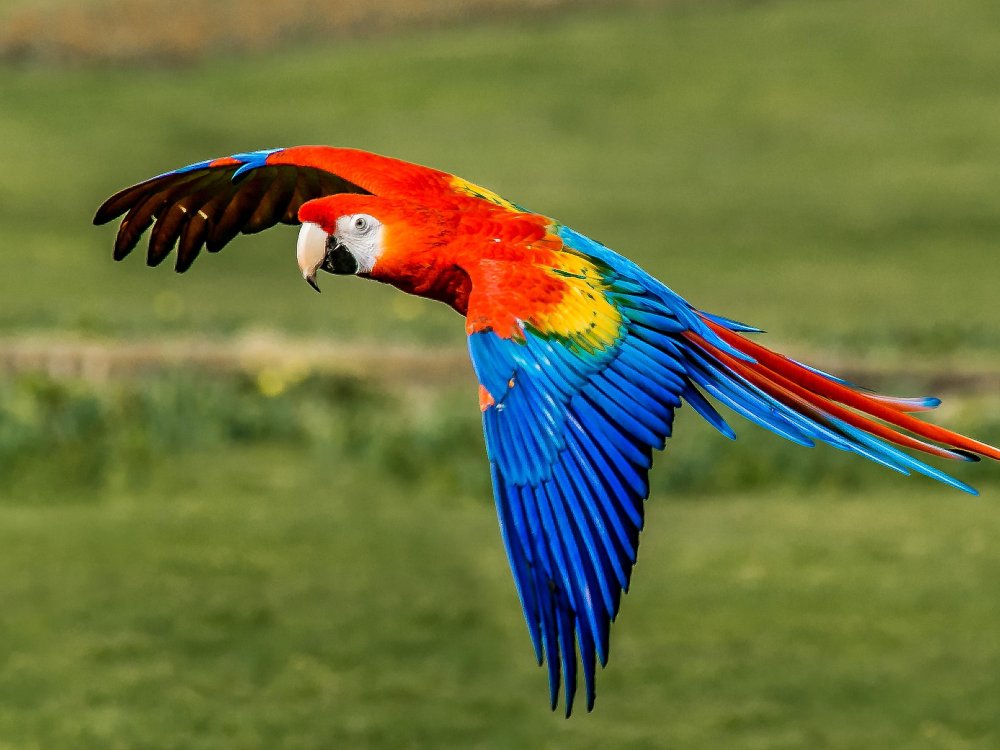 parrot.thumb.jpg.ef9e74b108b9fedba81d90acfc55d790.jpg