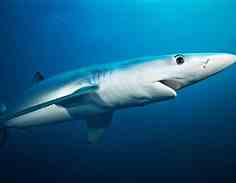 sharky.jpg.3e3479cc1830093fec0c99c140e1857f.jpg