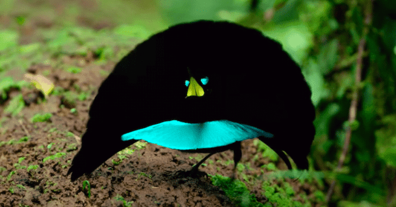 vantablackbird.png.c3480b2b52694b780dc4788afb4a1908.png