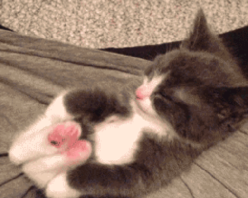 01-cat-stretching-feet.gif.bfa10df25ba889604f8a9cdcf2f50bdf.gif