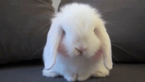 10-adorable-rabbit-gifs.gif.f9a72b35047b284dc86e397418155cee.gif