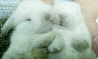 200.gif.3f7543561fb24e80b5d8aaf10739624f.gif
