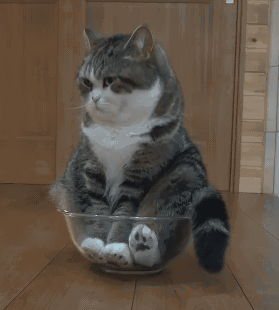 5f62b26f8de2e_giphy(1).gif.4fe17c62bec4e251fcd193c5bc4e3bc0.gif