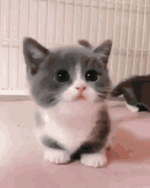 5f62d0e0c43bf_tenor(1).gif.5a232d001b9969a5c8fd4bdbaa507258.gif