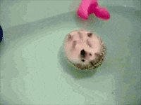 5f63e825a390a_200w(2).gif.d848d96eafd4285e6e374b95639e5183.gif