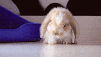 5f63fc466c3ce_200(1).gif.2b3f0d78434cc6b14cdba7899a055528.gif