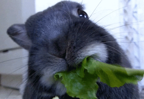 5f63fc484df6d_giphy(1).gif.b445875c9568f9ea97c9af612d72fca9.gif
