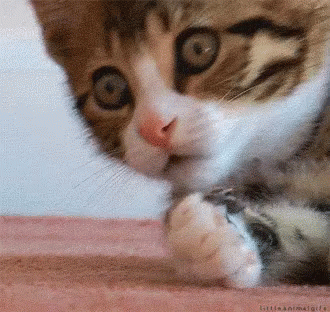 669a787e739c53fd56e39159b2fa5c9e.gif.3a76ff0ced430a00e8bec18756fd1397.gif