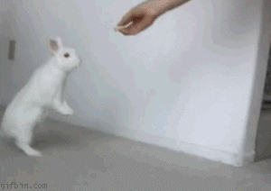 Bunny-GIF-15.gif.6a030d8240b6f6519ac62992d0ac442a.gif