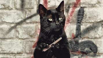 CAT.gif.b1f3a1f1151e95e889a792d68574e762.gif