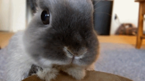 CrazyForkedIndianpalmsquirrel-small.gif.b4849ba513c7b5c10d84d2cf09599904.gif