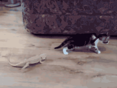 LMAO.gif.14c116f9cfebce2bb118f78341584e47.gif