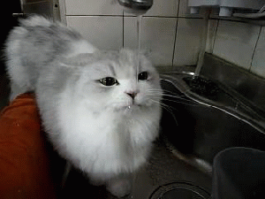 MustHaveWater.gif.05ab2984ce4d3838f93b520e0139d6e8.gif