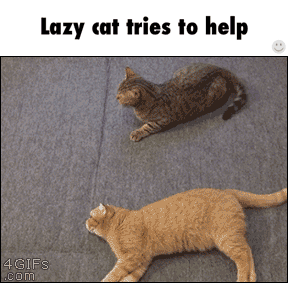 adorable.gif.be305ea76b13d7e8f263fd02008f4933.gif