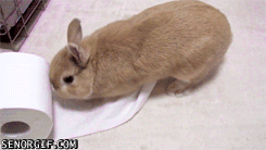 bunny-toiler-paper.gif.c4e3fb7f3facca591f4c27b8800d2a5e.gif