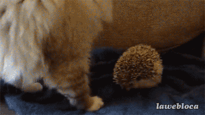 caf2fcedf834922fe3da664ea76fa179.gif.fe65b9cbb28baf892c13b7f08083c202.gif