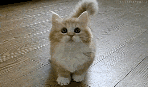 cat-cute-fluffy-kitty-Favim.com-291966.gif.69eba342047e1dabb42e73172d67748b.gif