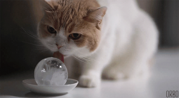 cat-gif-loop-ice_grande.gif.ca6cd77a062130be0099bd55727ac0a4.gif
