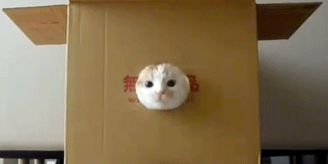 cat-head-in-a-box-animated.gif.c72f5b5a59dd59be65419b3a21d1e0ff.gif