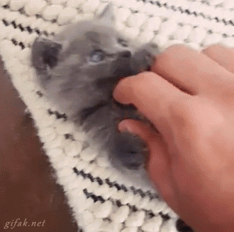 catcaaaaaaat.gif.a72d503c10d5cdc1c9a85e2ba20bc6a2.gif