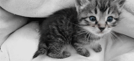 catcatcatcatcatcatcat.gif.36551f4ff5e1e5015d5e78e75c582640.gif