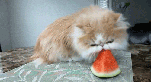 catermelonnom.gif.e3d753b51b98e4abb18b453fe92a8b81.gif